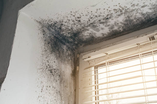 Affordable Mold Removal solutions in Stevens, PA